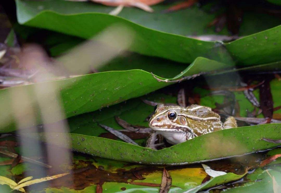 癞蛤蟆身体里的毒液是有毒的,癞蛤蟆的毒液对人体有没有伤害