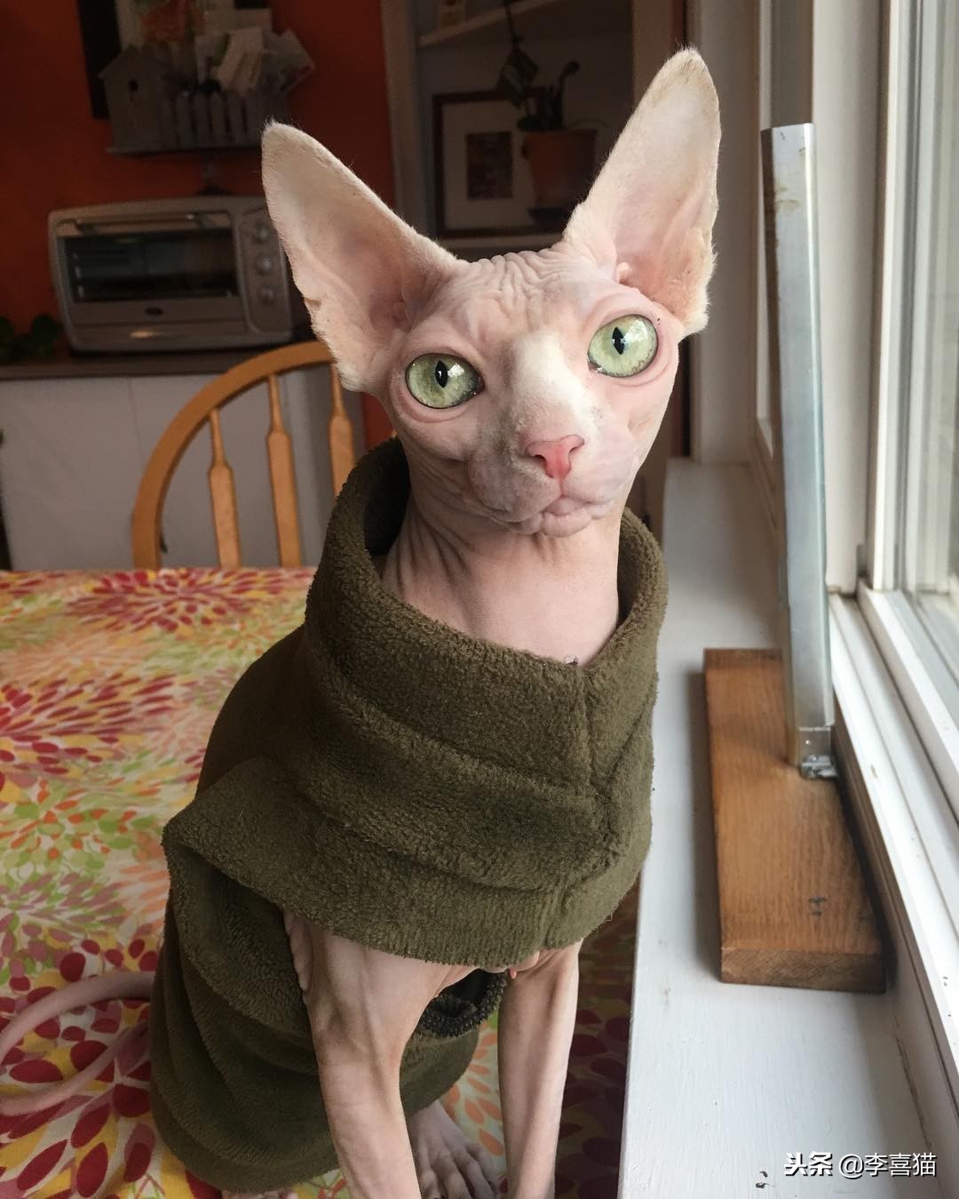 各种猫咪不同的外表和性格,不同品种的猫咪特点