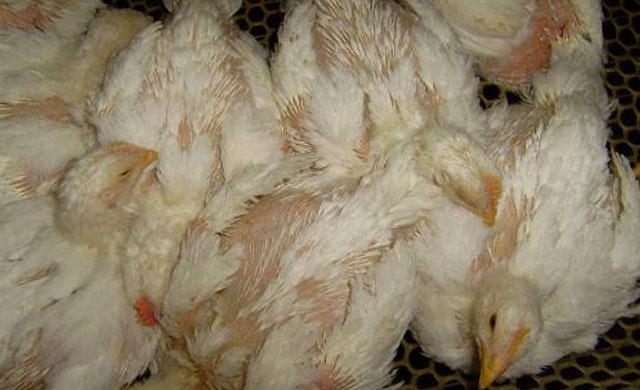 鸡发烧吃什么药好得快,鸡发烧和喉咙发出咕噜声吃什么药