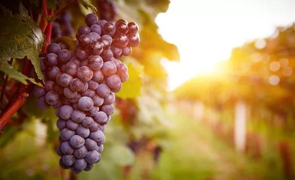 抢名额，19期中国无土栽培和土壤种植技术升级集成培训会