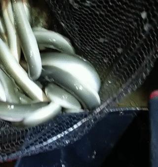 男子在户外钓出一条巨型黄鳝,男子野夜钓钓出50斤巨鳝