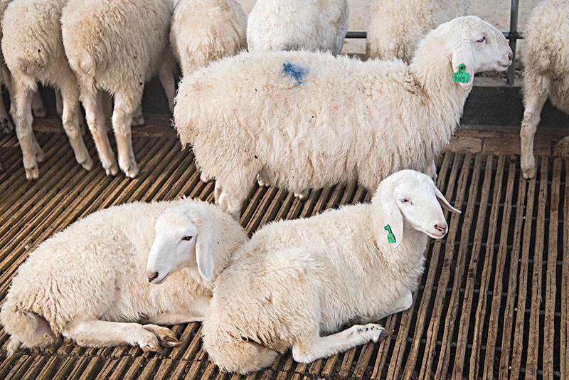 母羊发情慢配种率低原因，快来看看您知道吗？