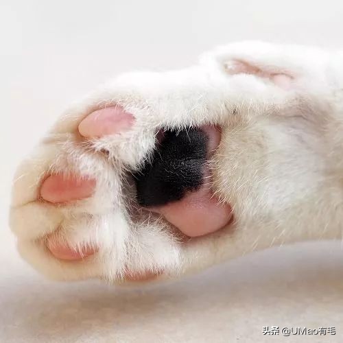 这套喵肉球vs口红色号匹配大全送你了！拿走不谢！