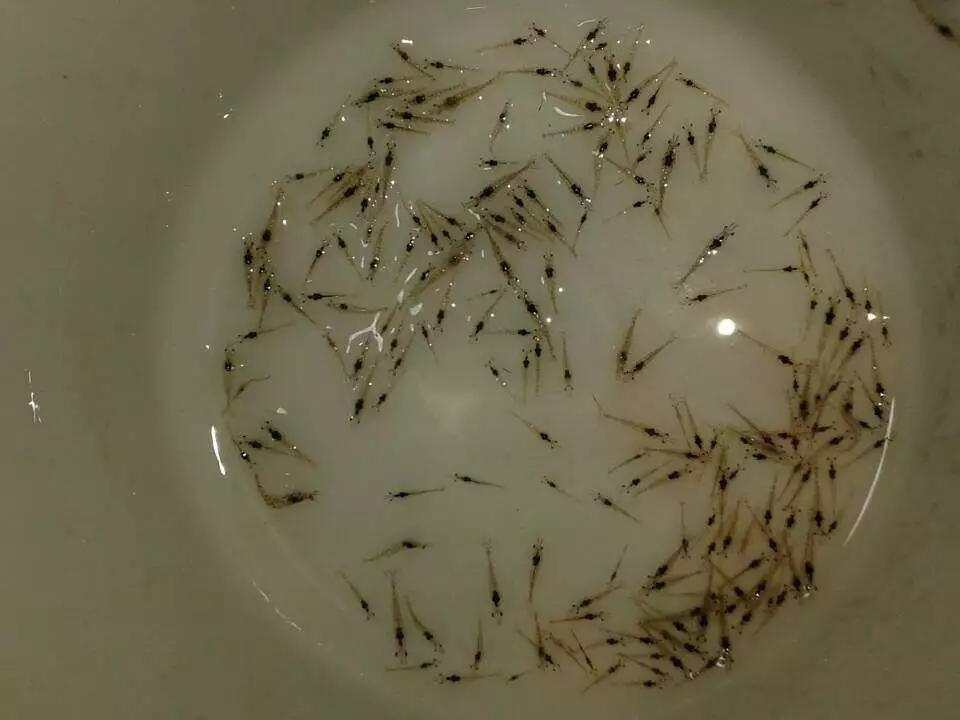 对虾养殖放苗前准备工作,对虾放苗时如何抗应激