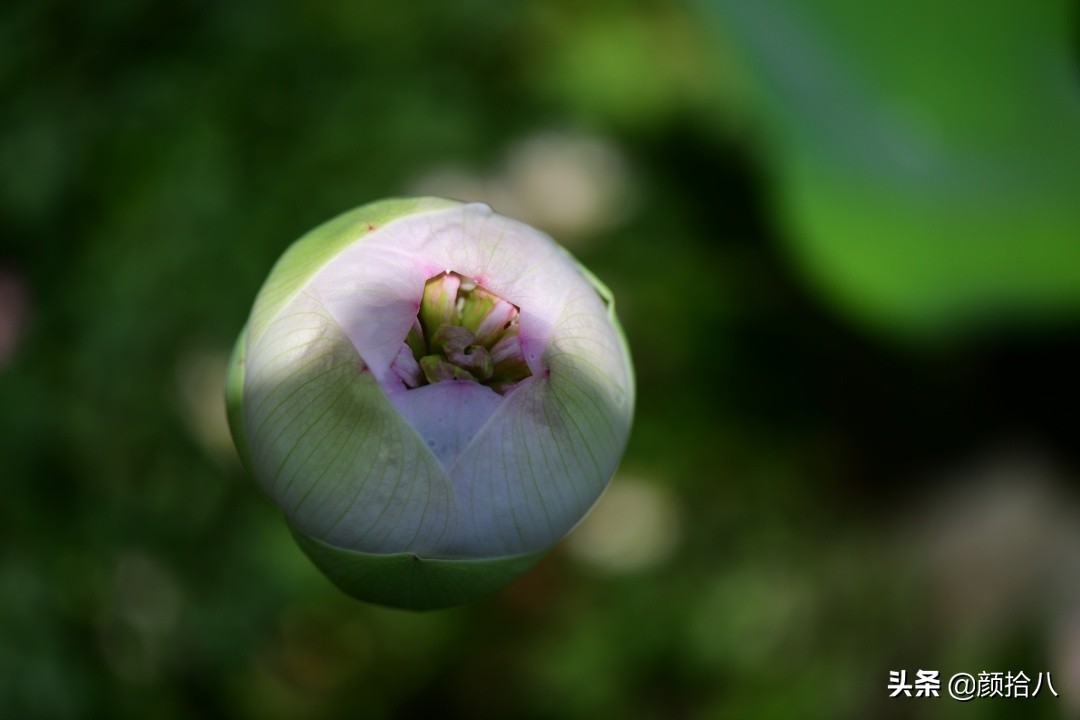 碗莲种藕生长到开花全过程,碗莲种藕到开花的过程
