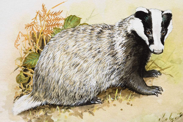 关于獾的一家故事,父子俩捉鬼的故事