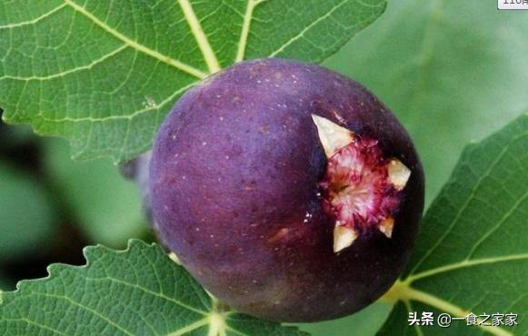 樱桃里有虫吗还有什么水果有虫害,吃樱桃的虫子有哪些