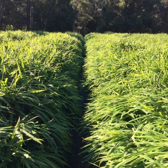 如何在美国种植生姜,露台生姜种植方法图解