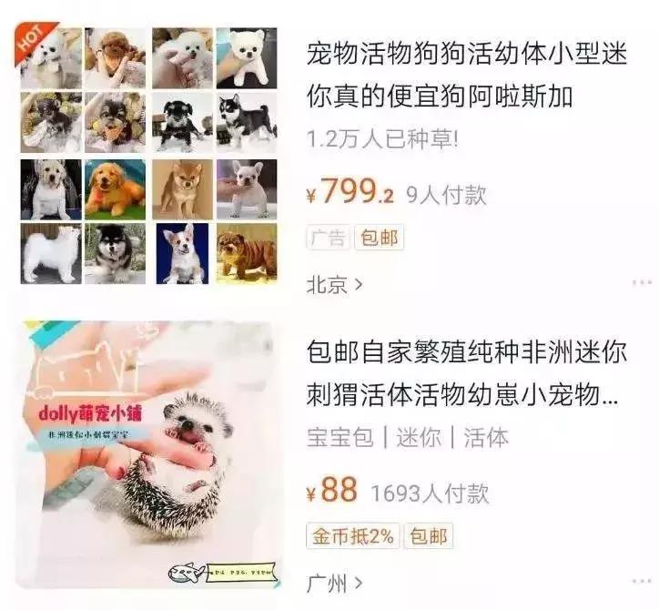 网上买的宠物会活下来吗,劝大家网上买宠物谨慎三思