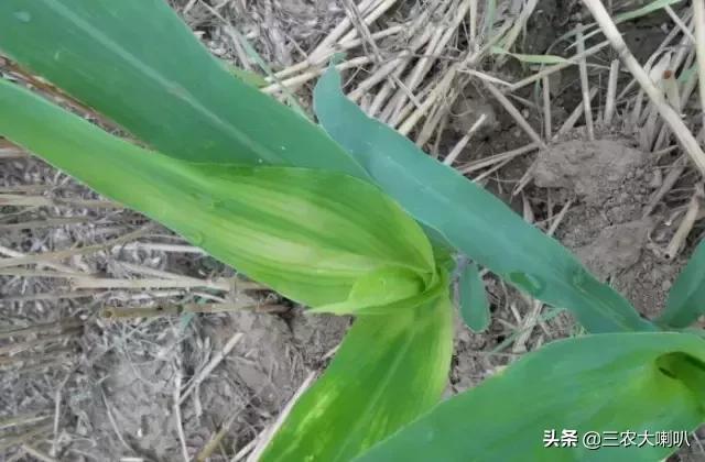 玉米苗后除草剂药害下雨会减轻吗,玉米除草剂对豆角的药害怎么解除