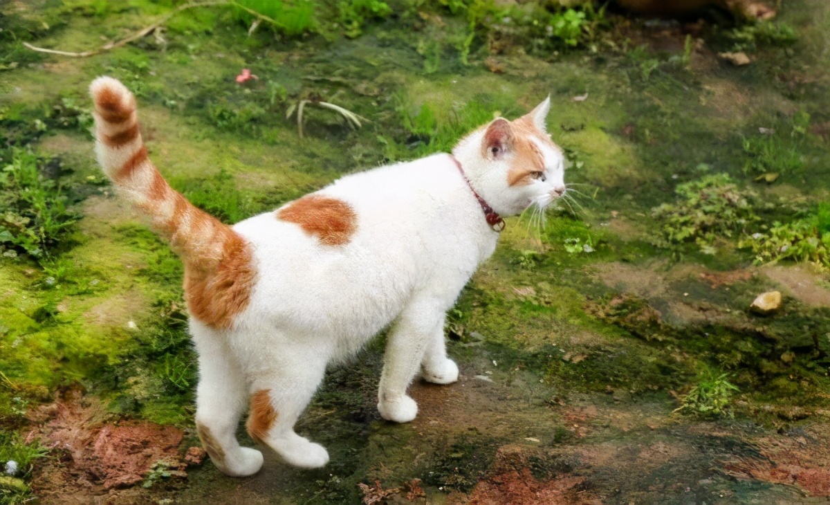 母猫交配时还很温顺，为什么交配后就会转头攻击“丈夫”？