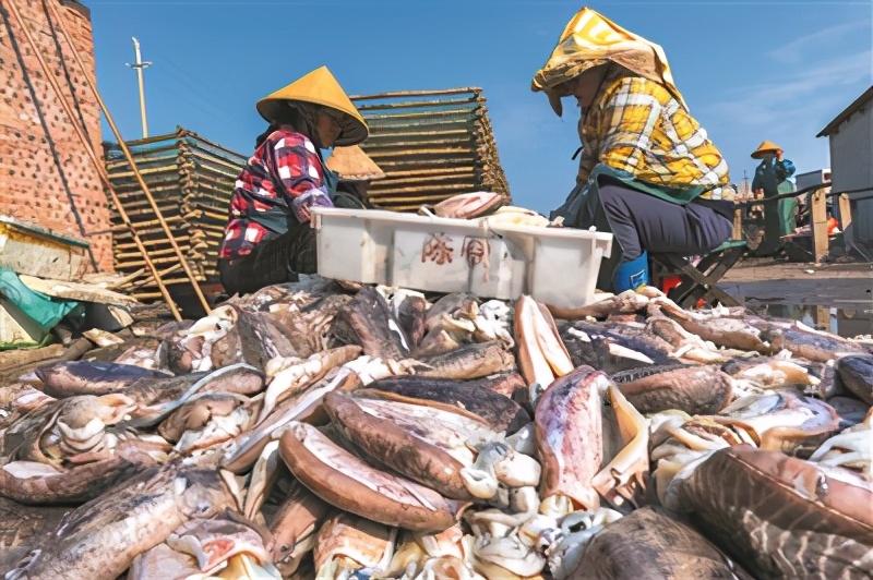东山岛淡晒墨鱼干,海南特产淡晒墨鱼干