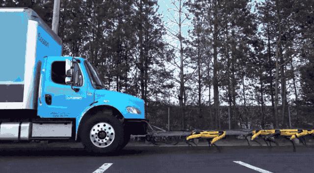 抖音网红大黄狗,网红狗大黄走红视频