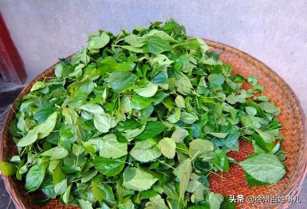 狗地芽、臭老婆、鸡屎藤，四川人给野菜取名真是鬼才！