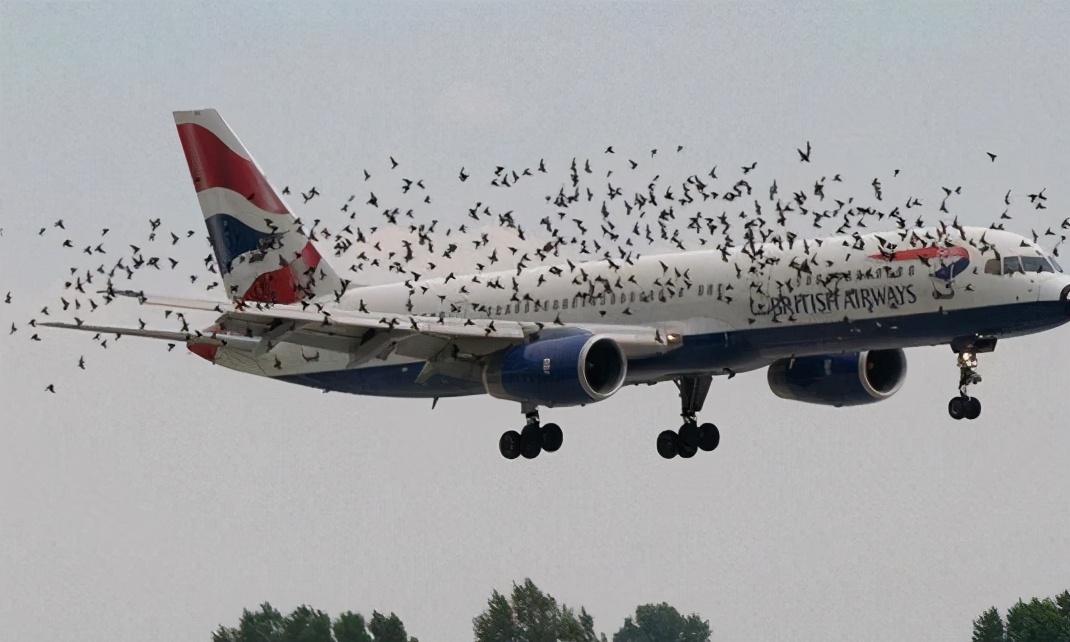 到底是鸟撞飞机还是飞机撞鸟,鸟撞飞机到底有多可怕