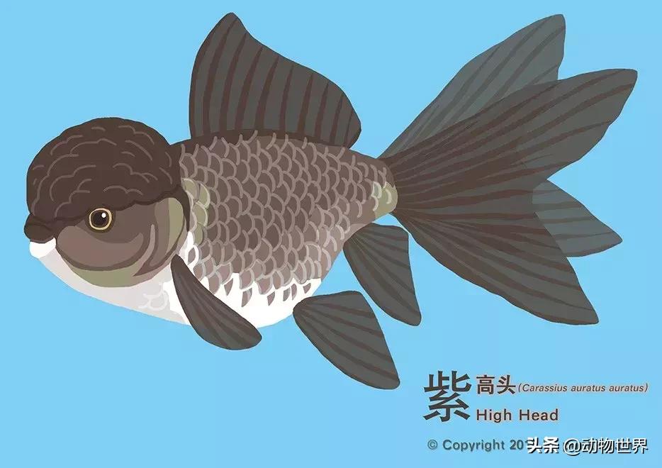 金鱼品种介绍之龙睛高头,金鱼狮子头品种图片大全集