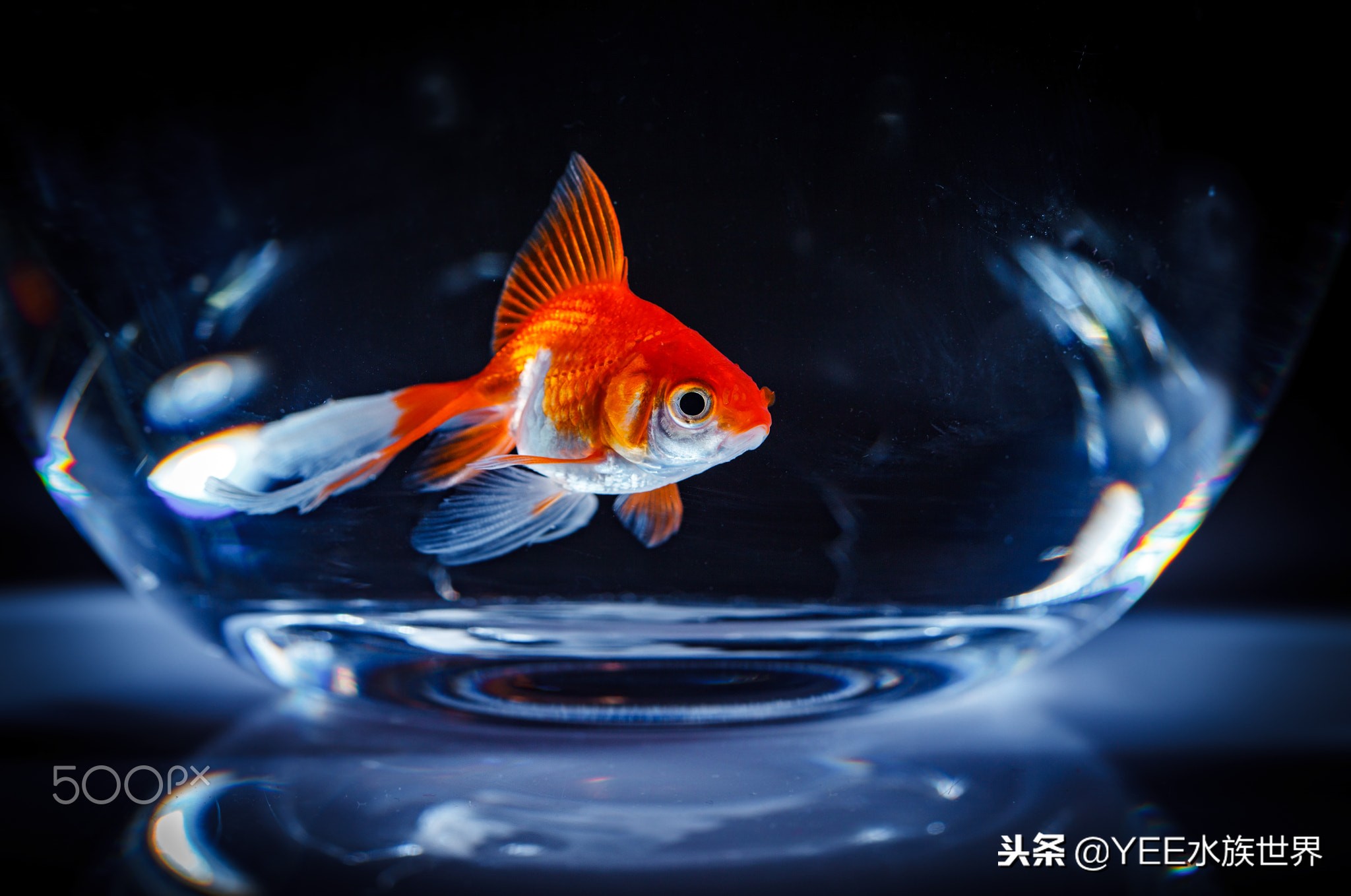 给鱼治病老是动怎么办,鱼外寄如何处理