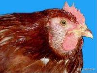 苍耳能养鸡吗,苍耳喂鸡的功效与作用