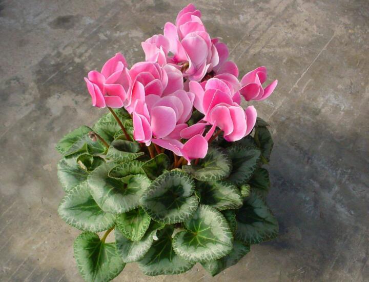 花期最长的3种花值得拥有,开春入手月季