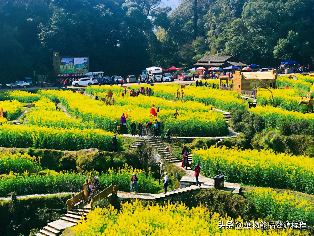 婺源这片仙境般的油菜花田已上线！超级美腻！赶紧约起来
