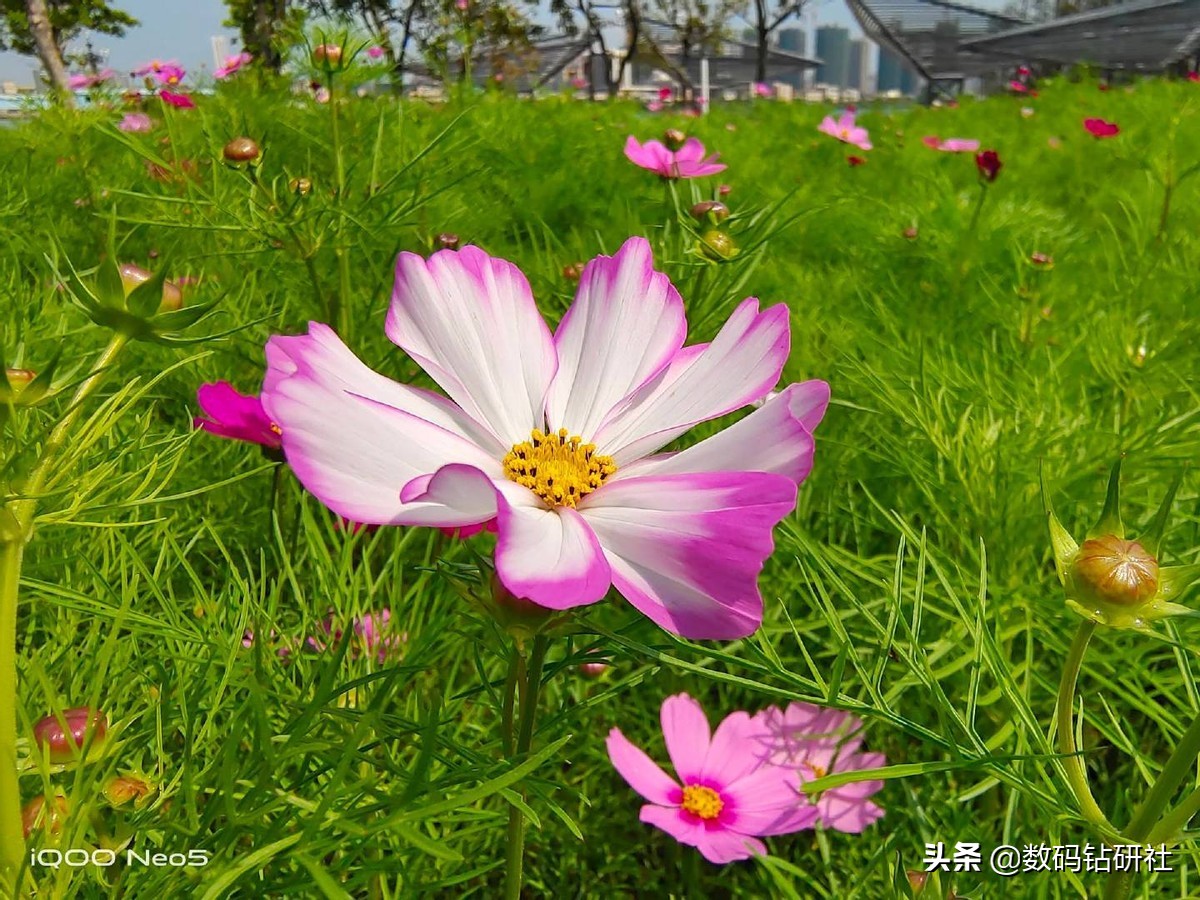 iqoo5怎么玩英雄联盟手游,iqoo5英雄联盟手游120帧