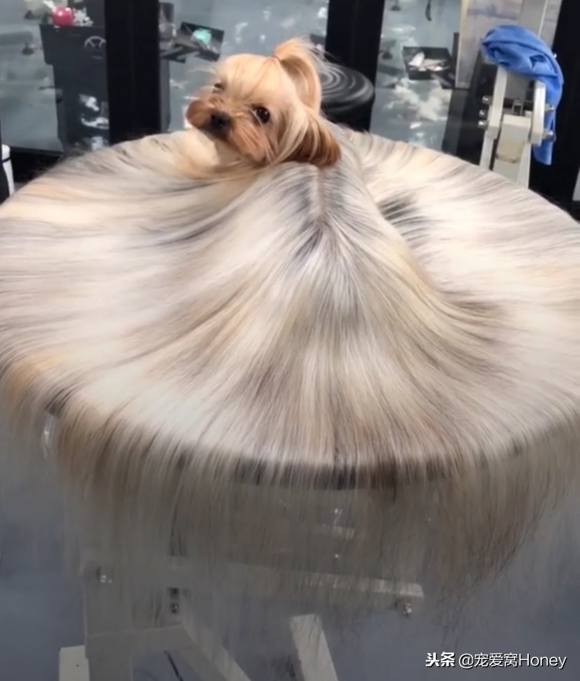 约克夏适合新手养狗吗,想养狗子又怕狗