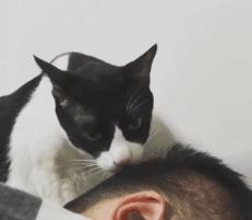 被猫咪舔了是爱的表现吗,被猫咪舔脸什么感觉