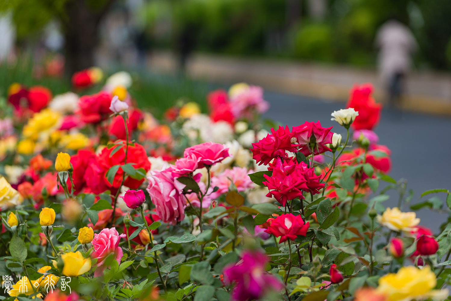 月季花中国特有品种,从中国运到欧洲的四种月季