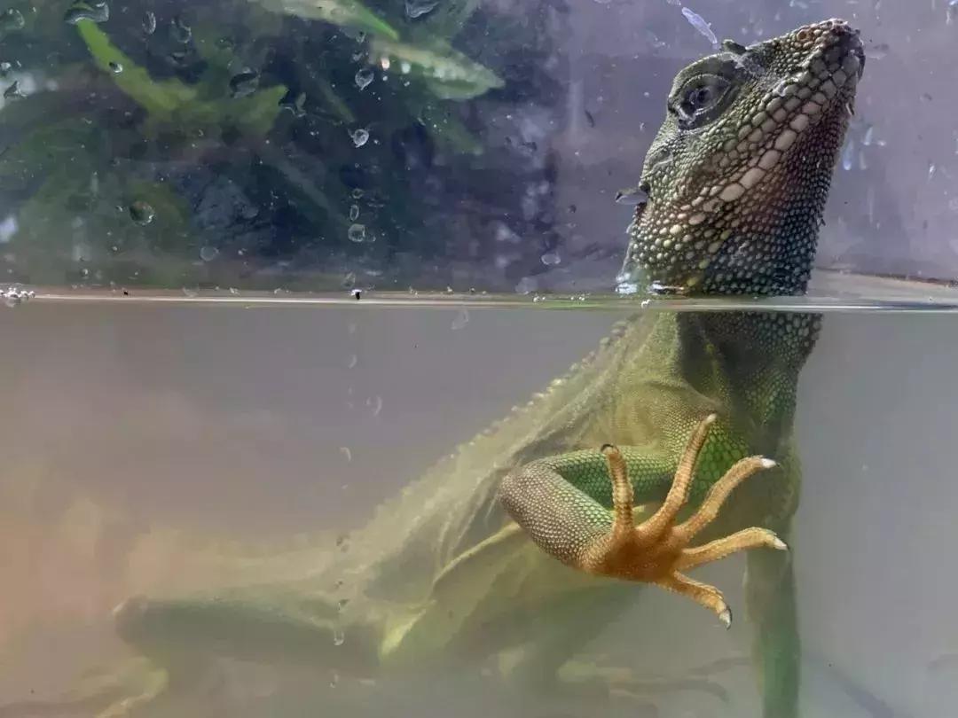 爆火广州溜娃圈的网红双展，宠粉价¥39.9买一送一！劲省二百多元