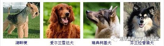 狗狗品种大全卡斯罗,雪纳瑞