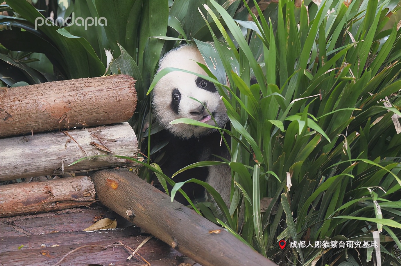 出彩“滚滚”|每一只熊猫都是潜力股......