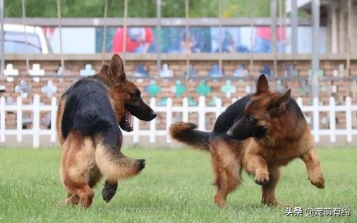德国牧羊犬因具有优秀品质，而成为优秀的军警犬，也受到大众喜欢