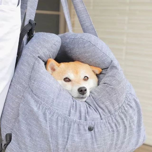 比人还会拍照的狗，简直萌炸朋友圈了