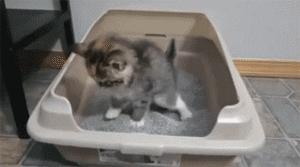 养猫家里味道突然很重怎么办,养猫后家里很臭怎么办