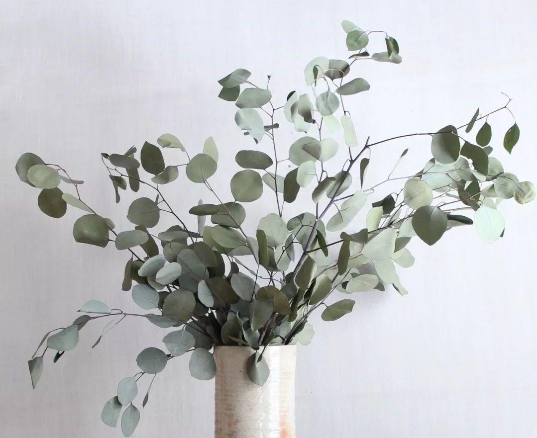 尤加利花适合室内养吗,适合夏季养的花惊艳好养小雏菊