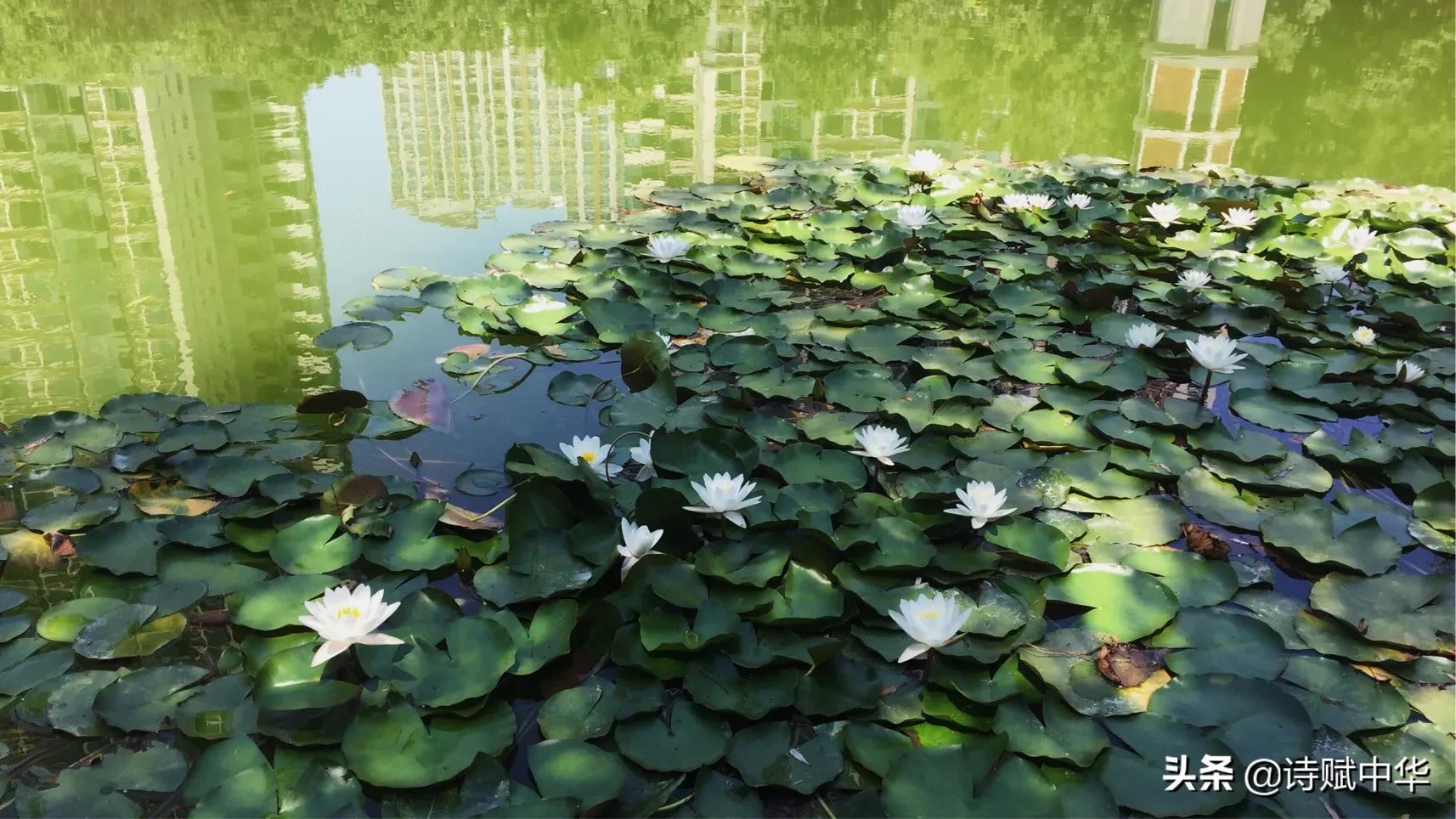 辞赋｜不争桃花之期，勿羡牡丹之富《睡莲赋并序》
