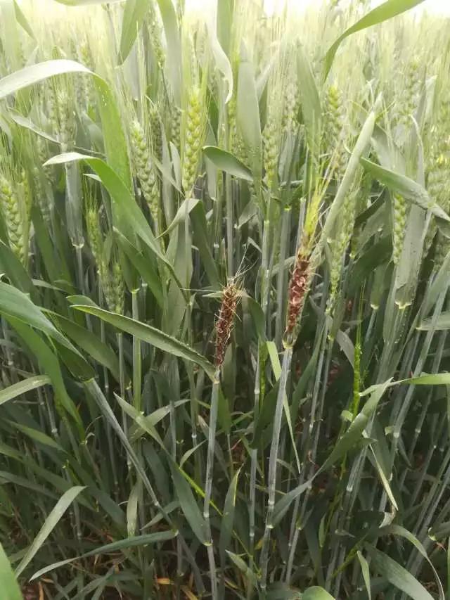 小麦黑穗病的原因及治疗方法,小麦矮腥黑穗病发病规律