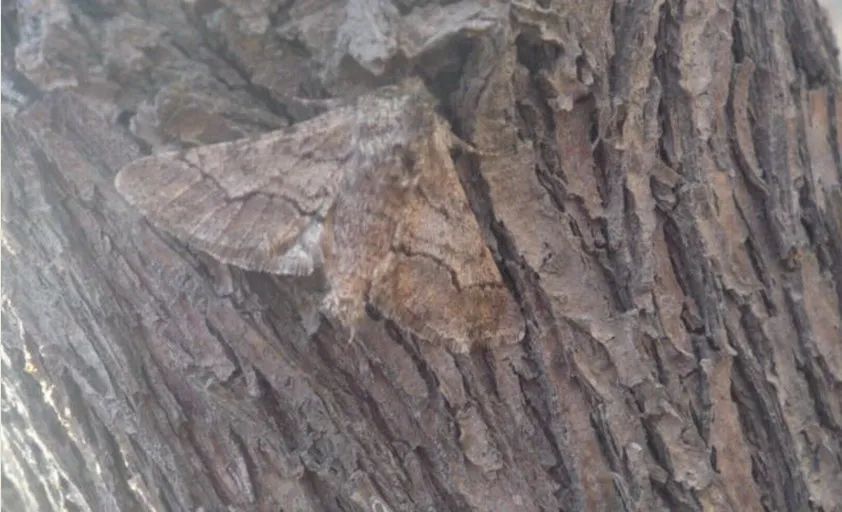 石榴生虫的视频,石榴生虫用什么方法好