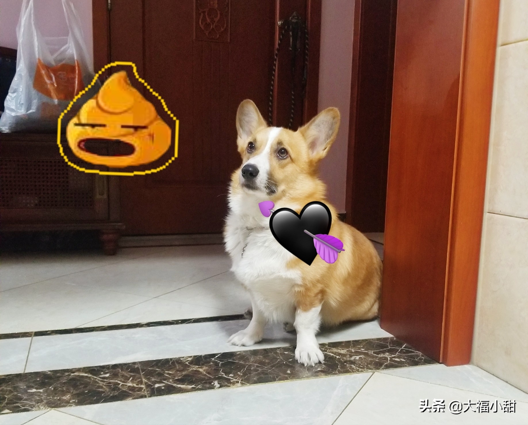 狗狗吃便便的5大原因,狗狗便便前面干后面稀是怎么回事