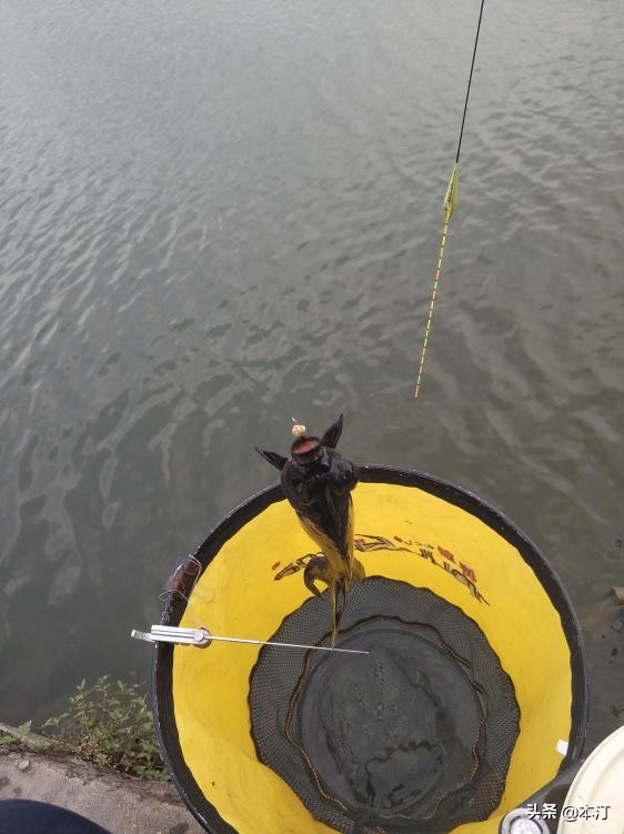 超轻硬七米二鱼竿推荐,本汀太极宗师千斤顶8.1鱼竿测评