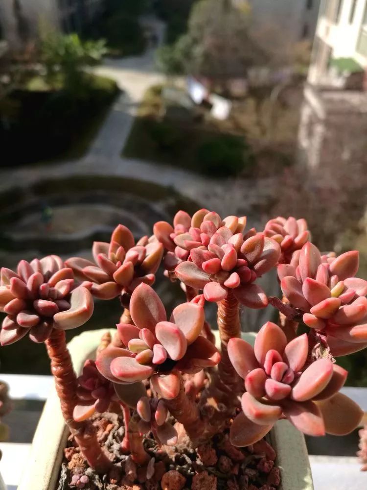 冬日暖阳邂逅最美的多肉,冬日暖阳和多肉暖了我的心