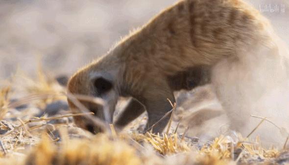 bbc纪录片最值得看的,bbc神级纪录片豆瓣评分超9