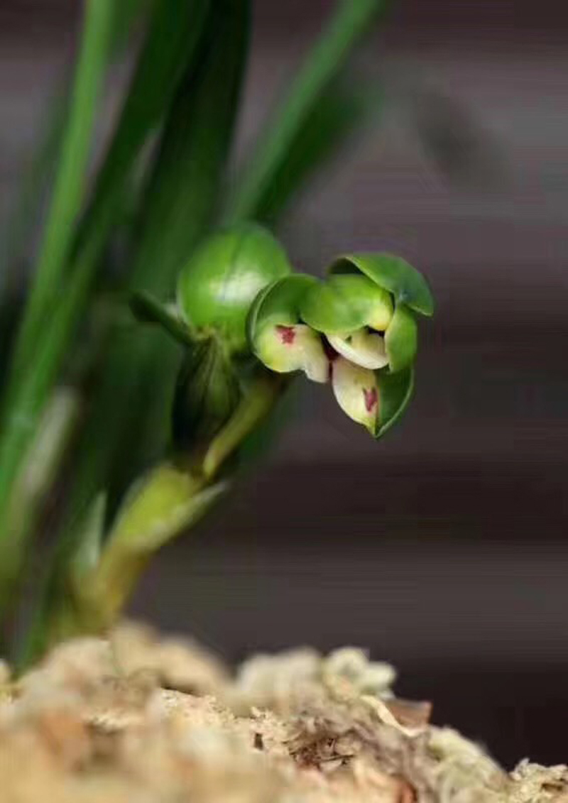 兰花不小心弄倒了有影响吗,84消毒液可以给兰花消毒吗