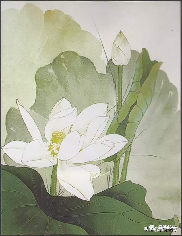 柯汝读邮：荷花T54映日荷花别样红