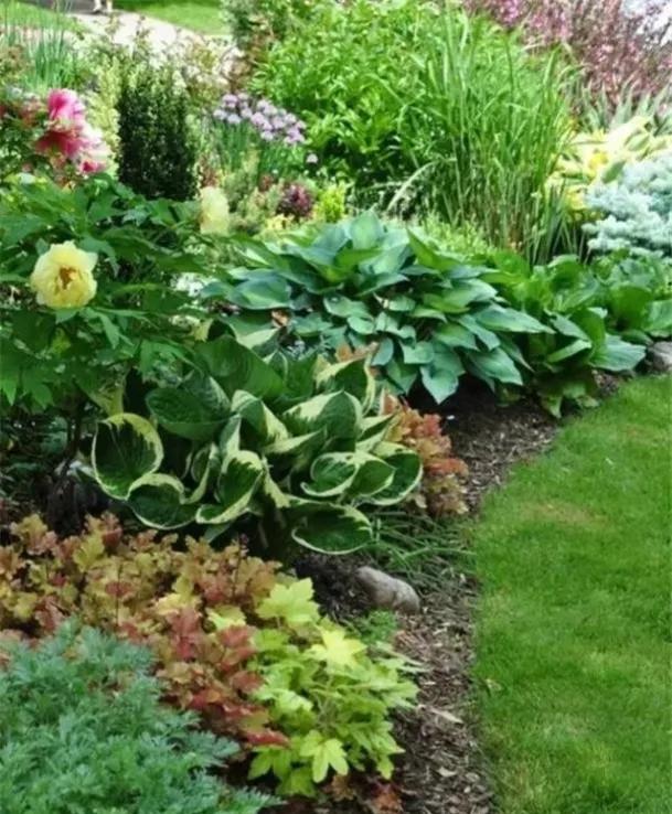 最好看的草花照片,各种草花图