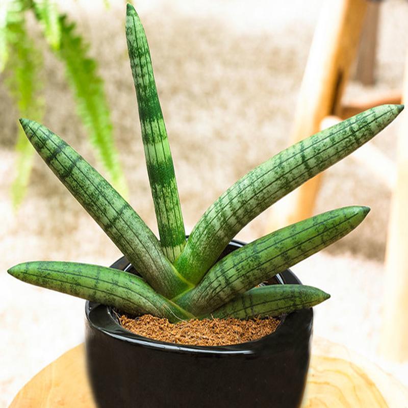 佛手花有哪些寓意,佛手花有什么寓意和象征