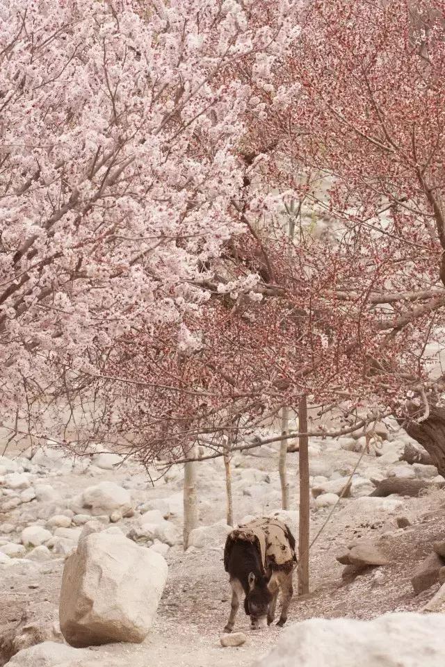 玄奘穿越帕米尔路线,帕米尔高原路线图帕莎古道