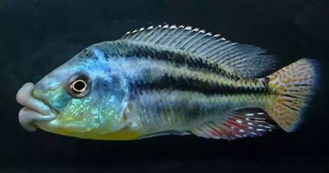 闈炴床鎱堥卜,闈炴床鎱堥卜浠嬬粛