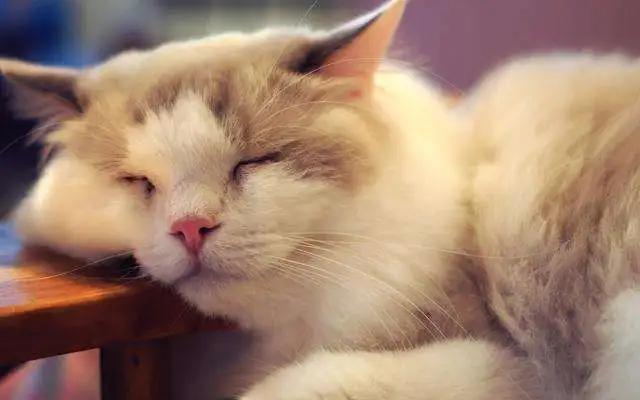 猫咪厌食的原因和解决方法,猫咪食欲不振最佳解决方法