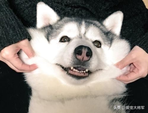 网上买狗怎么知道是不是狗贩子,买狗常见骗术大揭秘